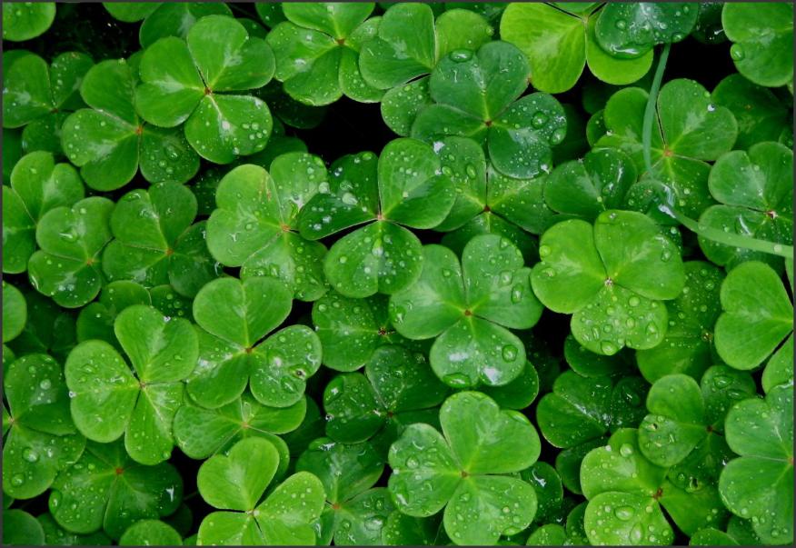 St. Patrick's Day Trophies & Plaques