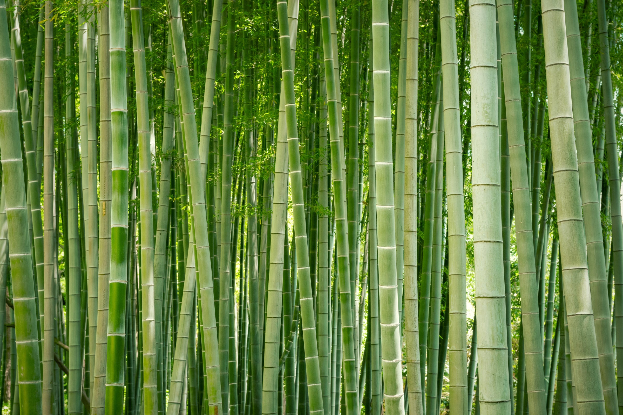 Bamboo