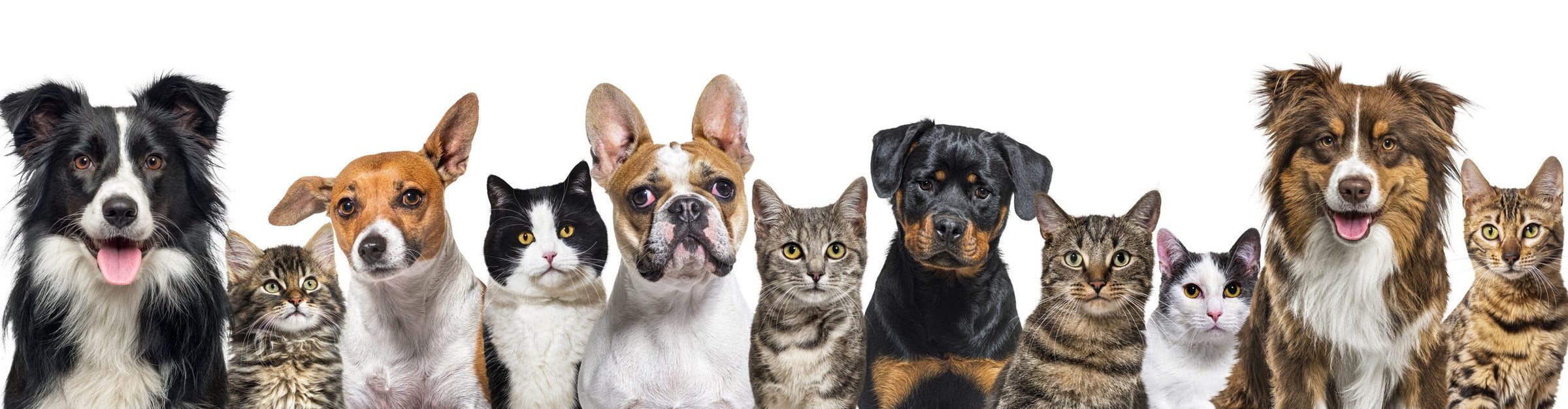 Pet Items