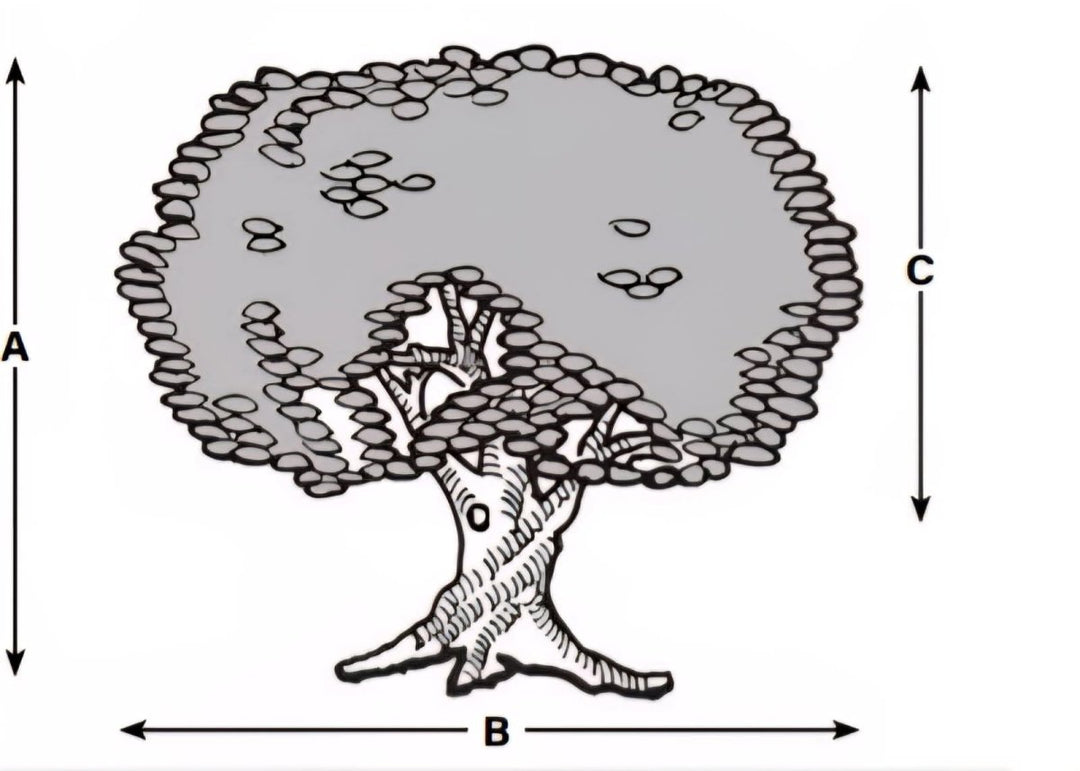 Donor Recognition Tree - Medium - Schoppy&