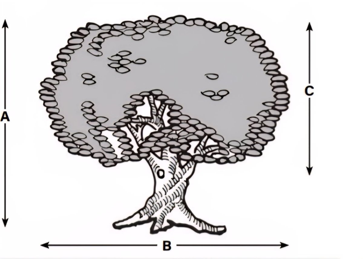 Donor Recognition Tree - Medium - Schoppy's Since 1921