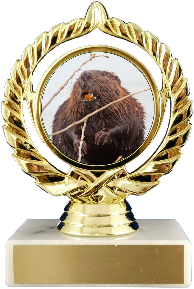 All Star Trophies & Awards: Saint Cloud, MN